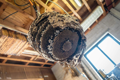 hoornaars nest