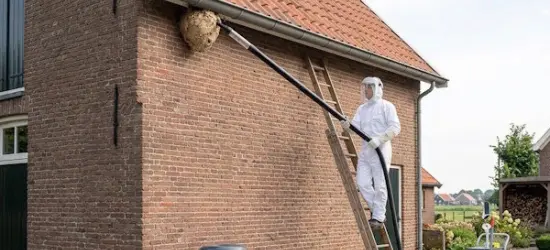 Bestrijden Aziatische Hoornaar met stofzuiger