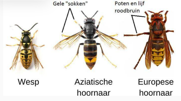 vergelijking wespensoorten